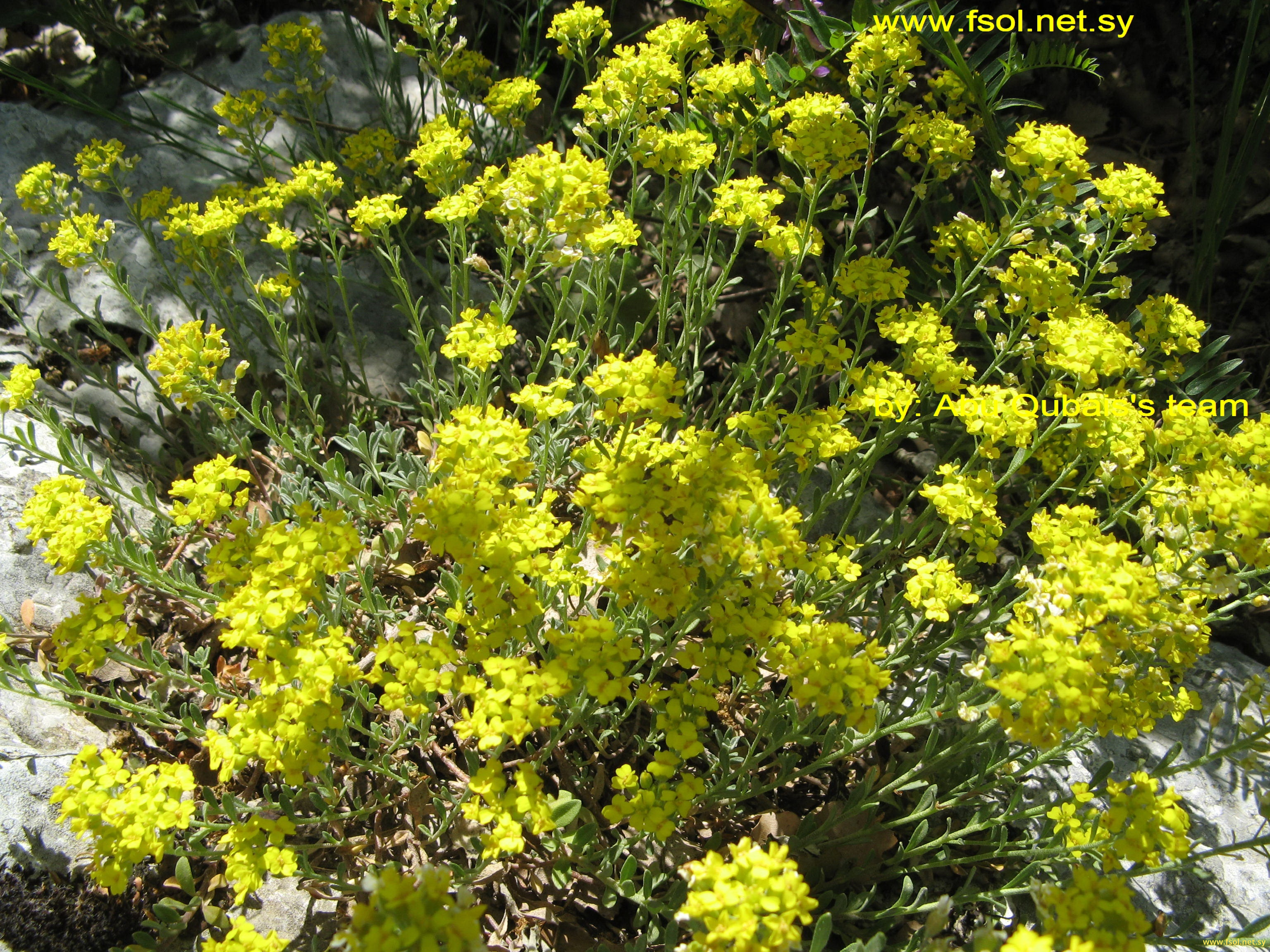 Alyssum mouradicum Boiss. et Bal.